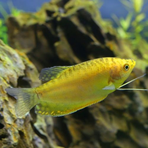 黃曼龍魚圖片