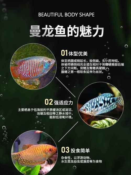 黃曼龍魚圖片
