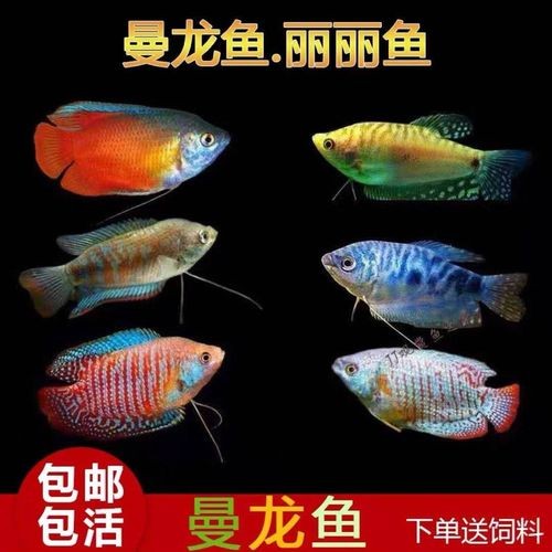 黃曼龍魚圖片