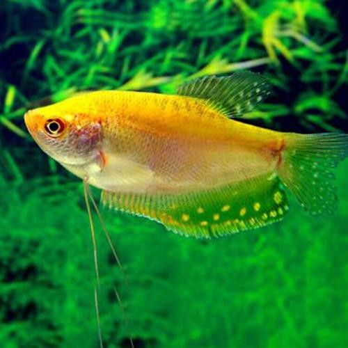 黃曼龍魚圖片