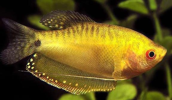 黃曼龍魚圖片