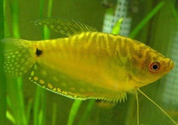 黃曼龍魚圖片