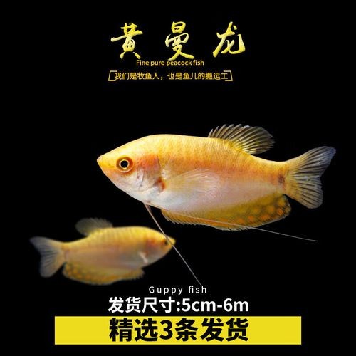 黃曼龍魚圖片