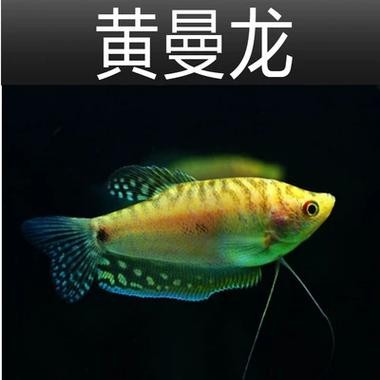 黃曼龍魚圖片
