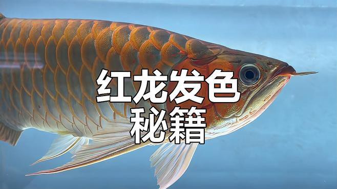 紅龍魚發色需要哪些光譜？
