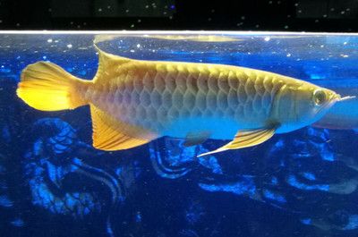 養龍魚有什么好處和壞處嗎（養龍魚對個人來說既有積極一面也有需要考慮的方面）