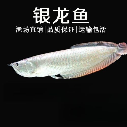 給我一張銀龍魚(yú)小魚(yú)苗的圖片