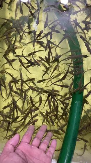 給我一張銀龍魚(yú)小魚(yú)苗的圖片