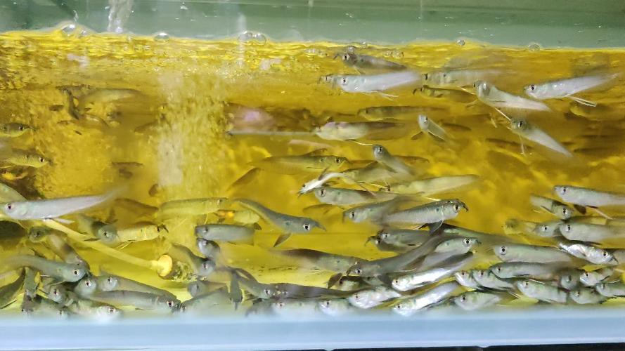 給我一張銀龍魚(yú)小魚(yú)苗的圖片