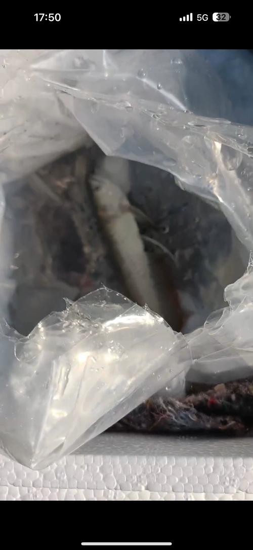 給我一張銀龍魚(yú)小魚(yú)苗的圖片