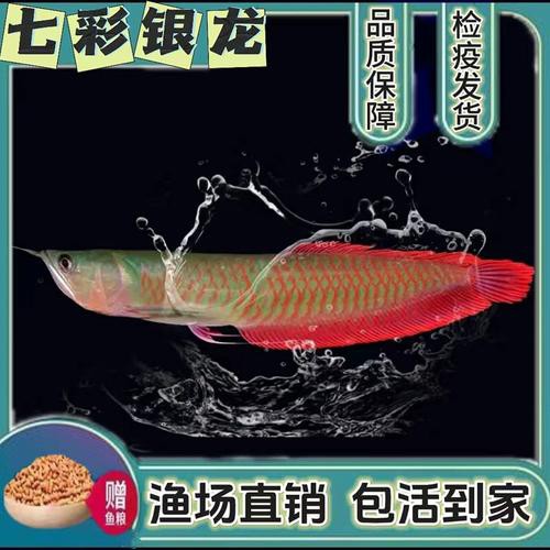 給我一張銀龍魚(yú)小魚(yú)苗的圖片