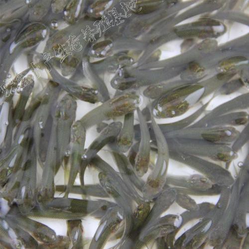 給我一張銀龍魚(yú)小魚(yú)苗的圖片