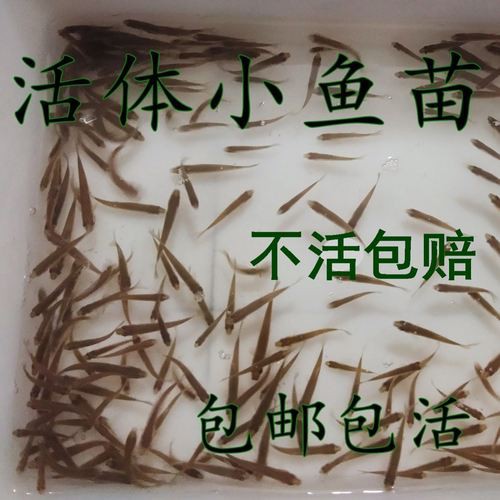 給我一張銀龍魚(yú)小魚(yú)苗的圖片