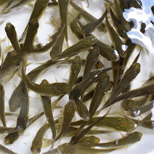 給我一張銀龍魚(yú)小魚(yú)苗的圖片