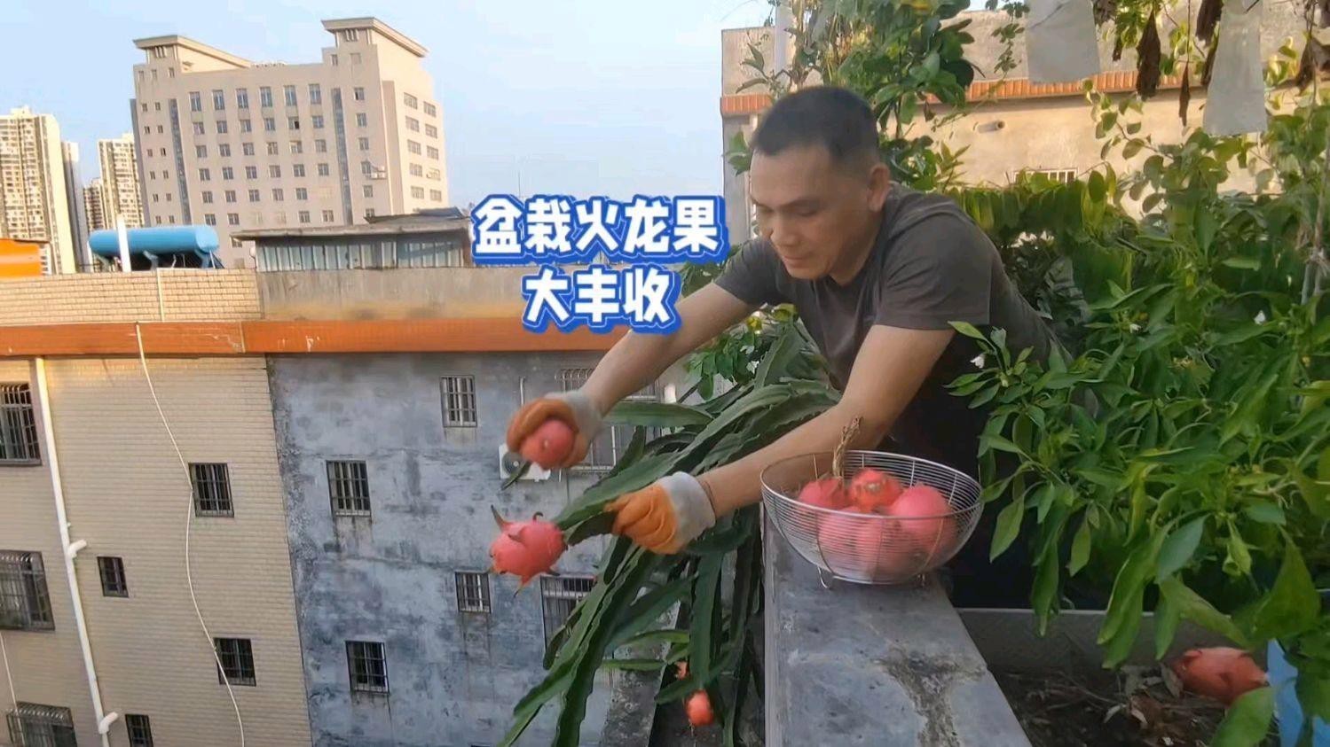 澳龍和紅龍哪個(gè)更有營養(yǎng) 澳龍和紅龍哪個(gè)更有營養(yǎng) 龍魚百科 第4張