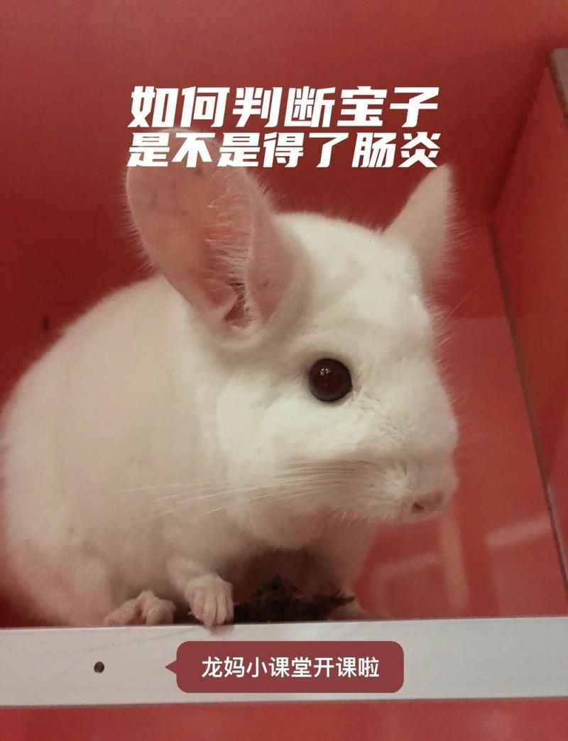 龍貓容易把細菌傳染給貓嗎