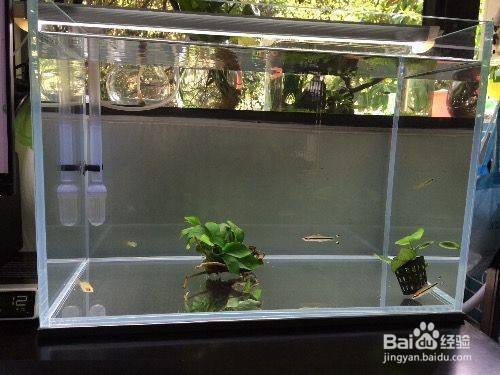 飼料 深圳市龍華區民治魚樂無窮水族店 全國水族館企業名錄 深圳市龍華區民治魚樂無窮水族店 深圳市龍華區民治魚樂無窮水族店 全國水族館企業名錄