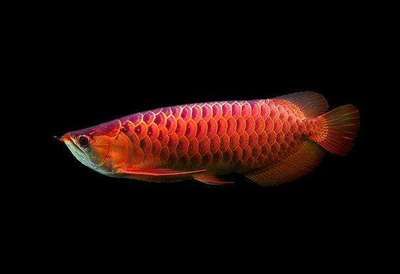 怎樣調(diào)理龍魚狀態(tài)：如何調(diào)理龍魚的健康狀況