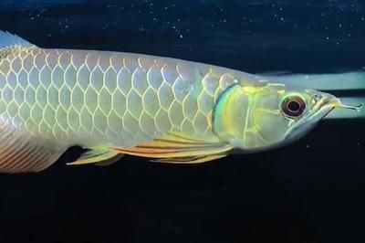 怎樣調(diào)理龍魚狀態(tài)：如何調(diào)理龍魚的健康狀況