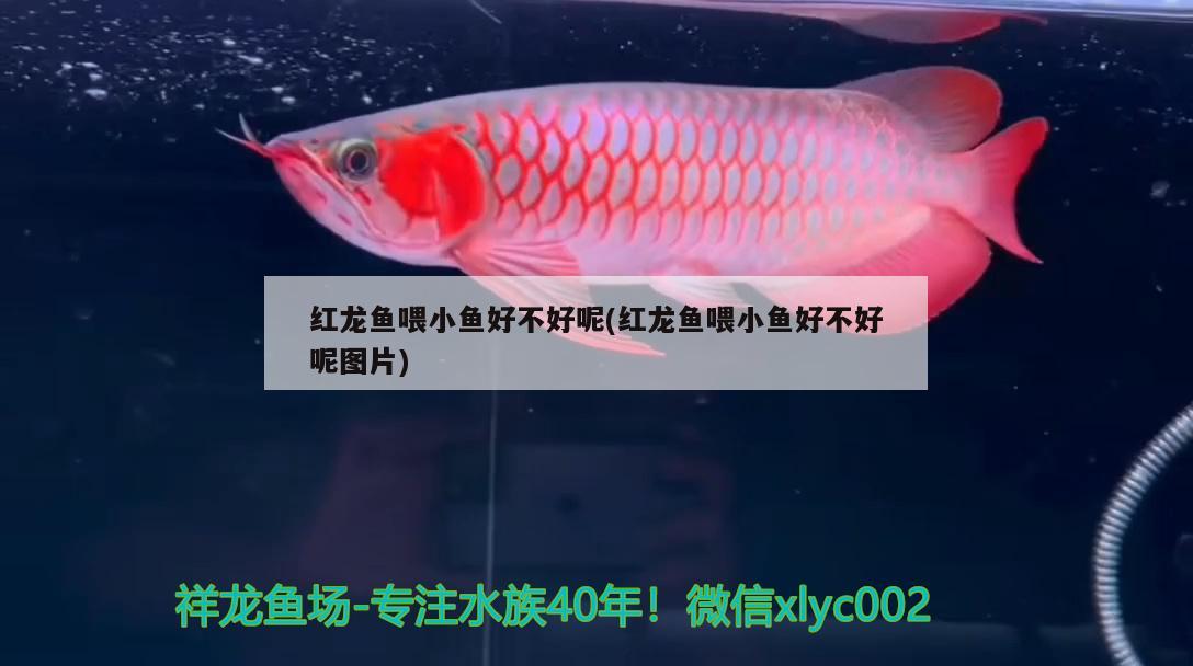 廣州市番禺區(qū)洛浦暖椰鮮花店