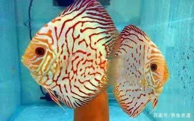 龍魚白便的癥狀表現（龍魚白便可能是由多種原因引起的，水族專家幫自己看看）
