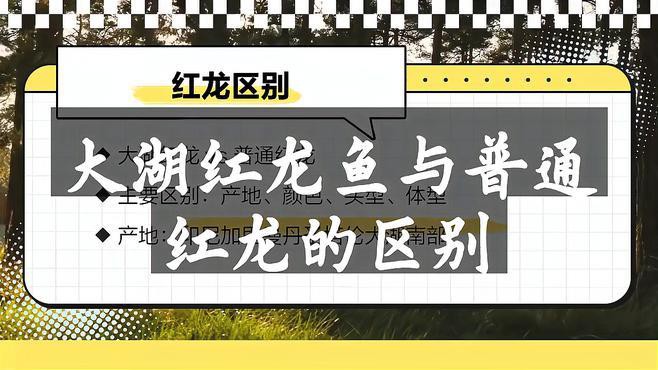 大湖紅龍和血紅龍的區(qū)別