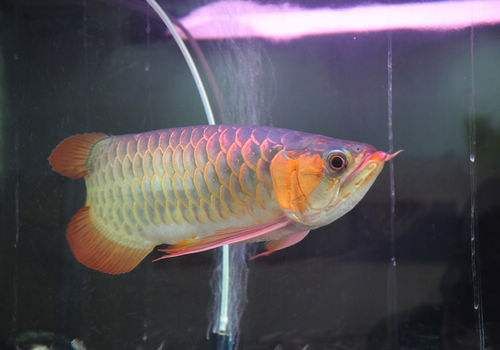 龍魚側線孔變大的原因和解決方法（龍魚側線孔變大怎么辦）