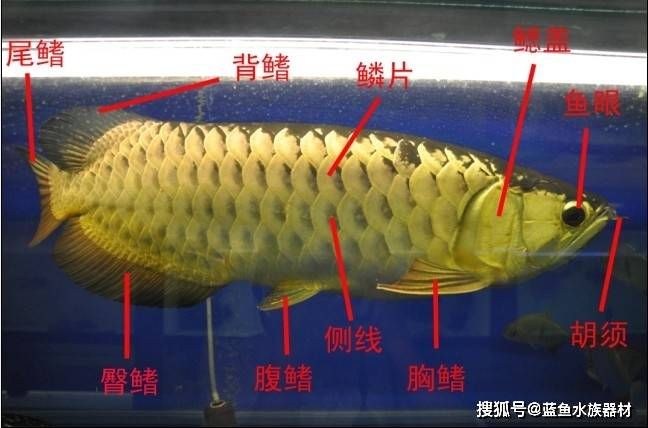 龍魚側線孔變大的原因和解決方法（龍魚側線孔變大怎么辦）