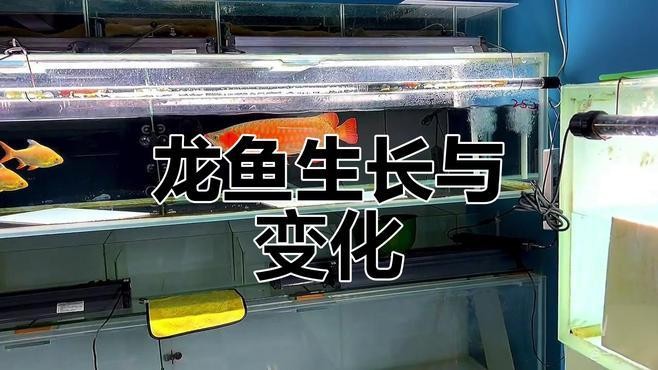 黑色龍魚深海能養嗎