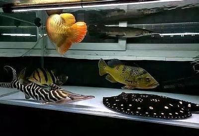 龍魚魟魚混養,怎么喂食,龍魚搶吃：龍魚和魟魚混養時如何正確喂食