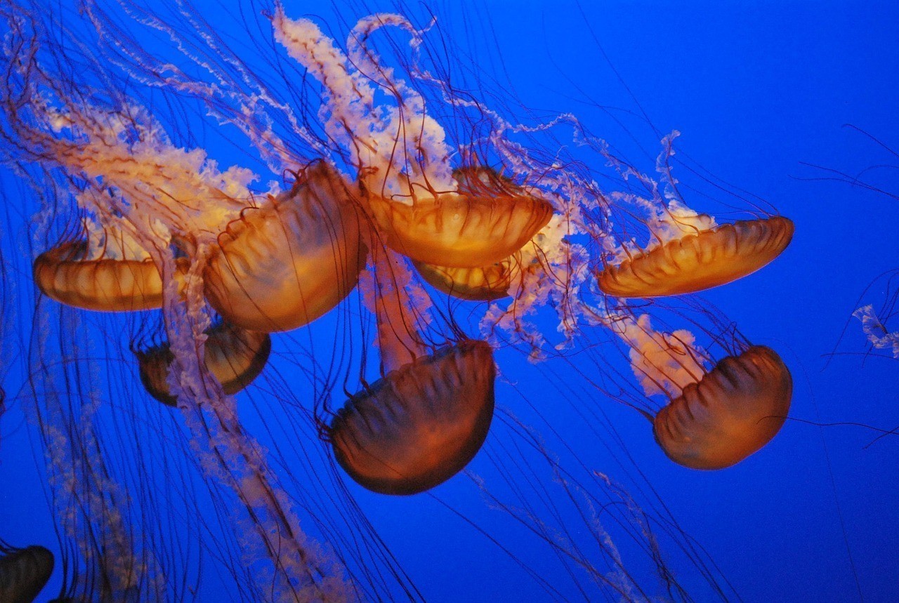 龍沙區(qū)愛上魚水族館（龍沙區(qū)愛上魚水族館地址）