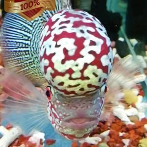 小紅龍魚日常飲食指南：小紅龍魚幼魚的日常飲食指南