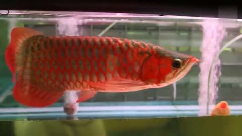 紅龍魚為什么不游停在上面（紅龍魚不愛游動(dòng)怎么辦） 紅龍魚為什么不游停在上面（紅龍魚不愛游動(dòng)怎么辦） 龍魚百科 第3張
