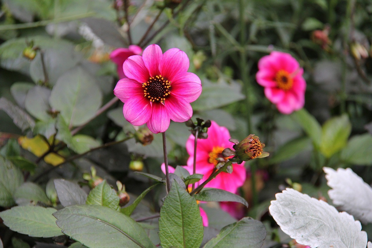 寶塔區(qū)紅化都市花鄉(xiāng)花卉店（寶塔區(qū)紅化都市花鄉(xiāng)花卉店地址）