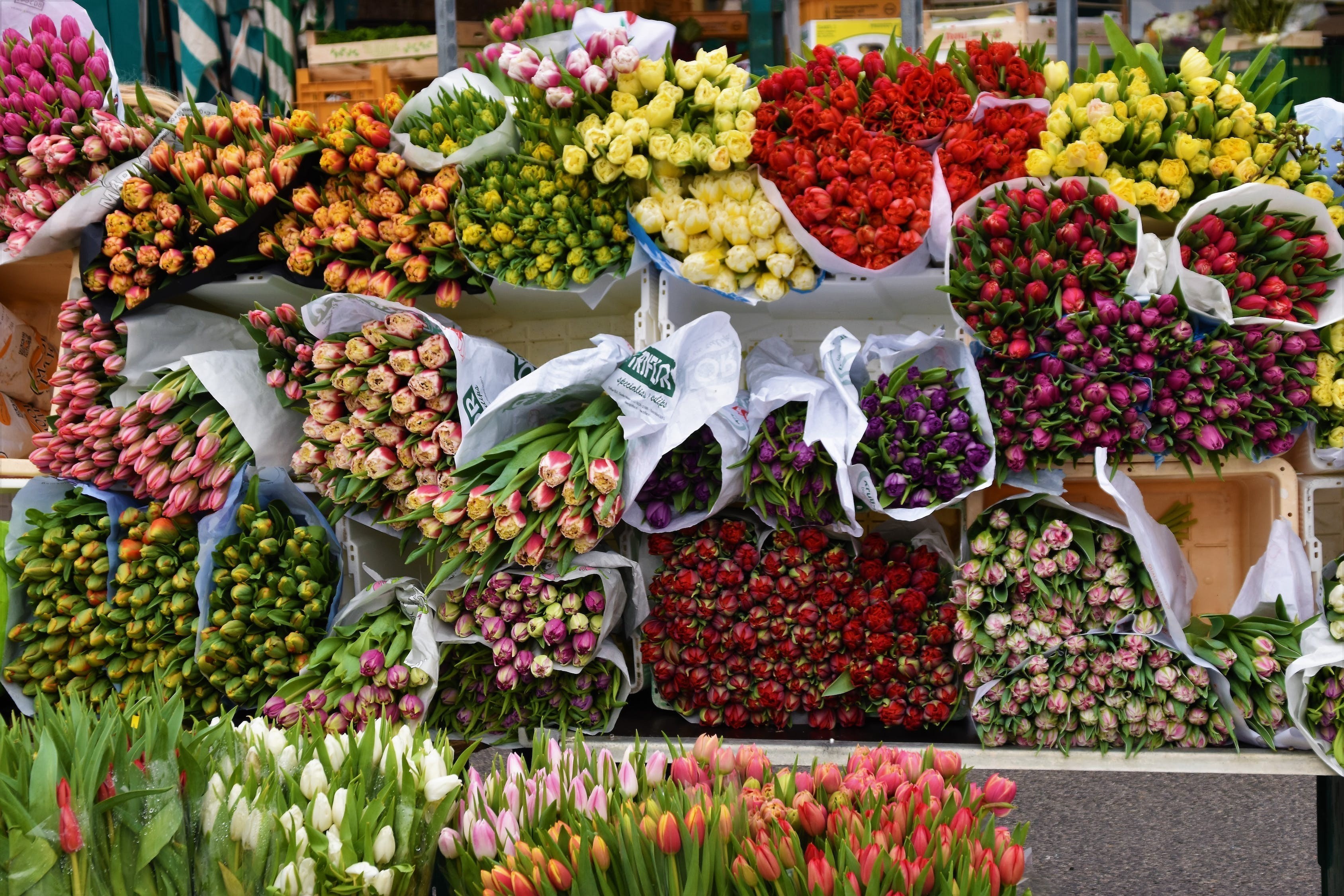 中山市板芙鎮(zhèn)水仙花店