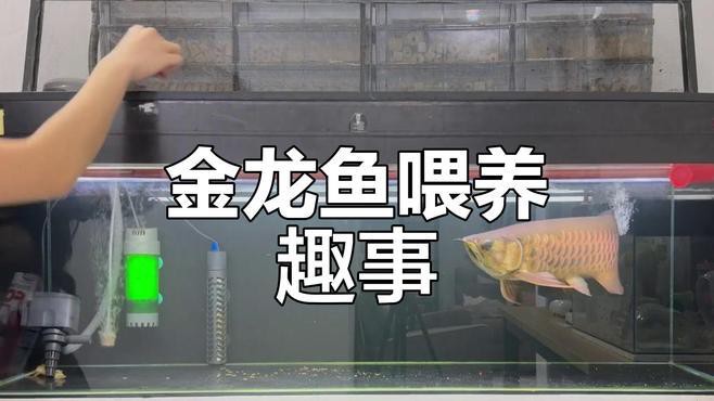 紅龍魚短身和長身的區別圖片大全視頻