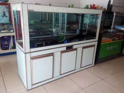 紅龍魚水族箱可以繁殖嗎？【如何判斷紅龍魚在水族箱中能否繁殖】