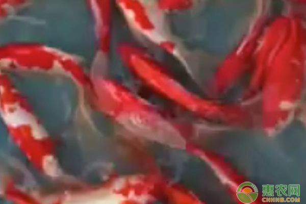 菏澤市牡丹區龍躍水族