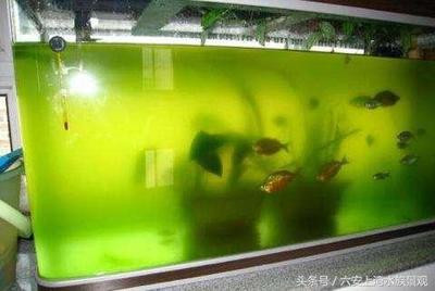 濟南市萊蕪區一魚一景水族館（萊蕪一魚三吃）