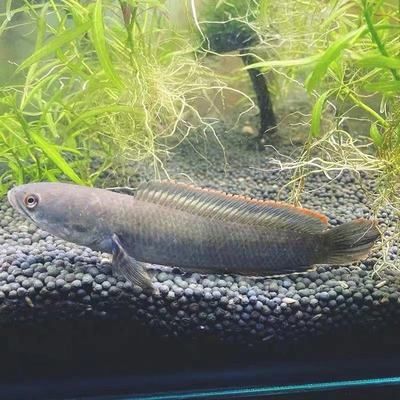 龍魚淡水可以養(yǎng)嗎有毒嗎：養(yǎng)殖龍魚的時候要注意水質、水質等因素，龍魚可以淡水養(yǎng)殖