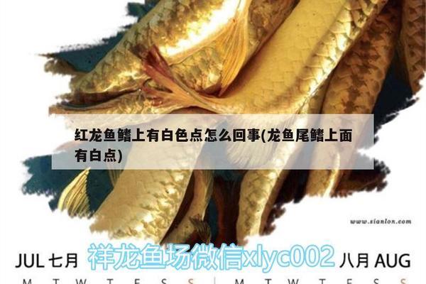 前郭爾羅斯蒙古族自治縣前郭鎮銘然水族館（長沙十大名中學）