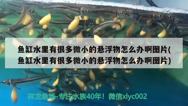 魚缸水里有很多微小的懸浮物怎么辦啊圖片(魚缸水里有很多微小的懸浮物怎么辦啊圖片)