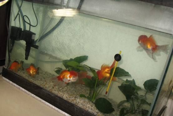 金魚養護的風水講究：金魚養護風水禁忌事項,不同顏色金魚的風水寓意,金魚缸安裝吉日查詢方法