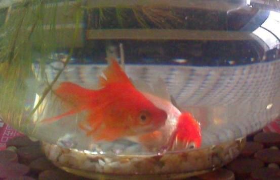 金魚養護的風水講究：金魚養護風水禁忌事項,不同顏色金魚的風水寓意,金魚缸安裝吉日查詢方法