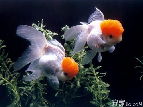 金魚養護的風水講究：金魚養護風水禁忌事項,不同顏色金魚的風水寓意,金魚缸安裝吉日查詢方法