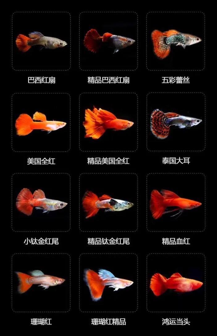 孔雀魚雜交公式圖