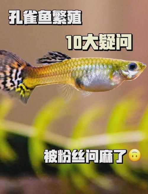 孔雀魚雜交公式圖