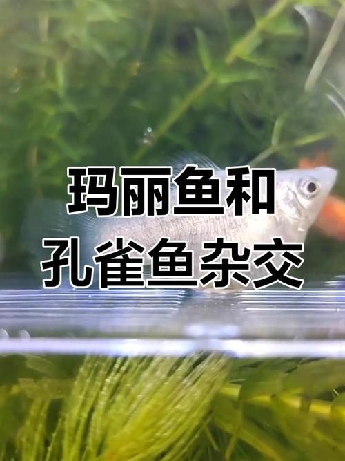 孔雀魚雜交公式圖