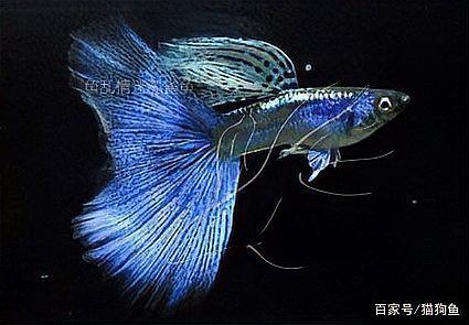 孔雀魚雜交公式圖