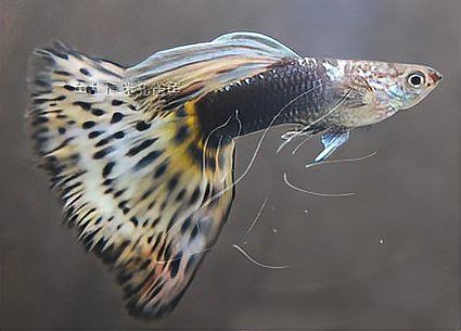 孔雀魚雜交公式圖